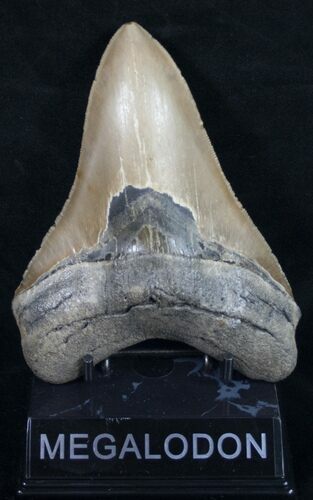 Serrated Megalodon Tooth - North Carolina #11316